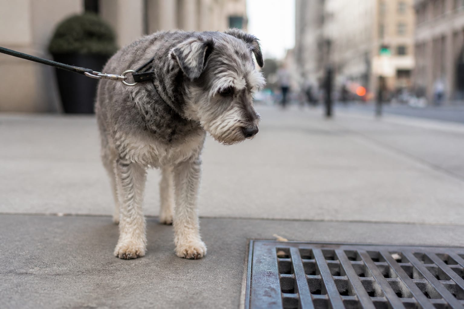 A Nine-Year-Old Dog Got A Day Out In Manhattan — And His Sitter Found The List Nobody Mentioned